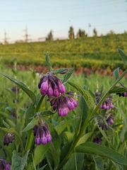 Symphytum officinale