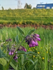 Symphytum officinale