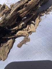 Centruroides barbudensis