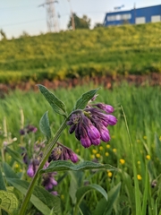 Symphytum officinale