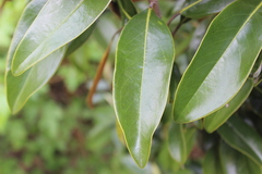 Magnolia grandiflora