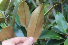 Magnolia grandiflora