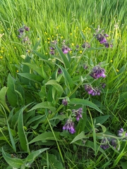 Symphytum officinale