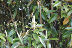 Magnolia grandiflora