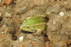 Pelophylax plancyi