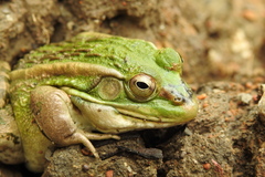 Pelophylax plancyi