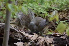 Sciurus carolinensis