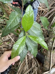 Styrax portoricensis