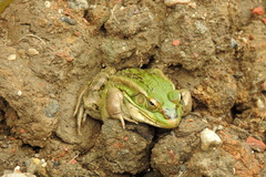 Pelophylax plancyi