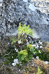 Cheilanthes leucopoda