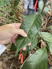 Styrax portoricensis