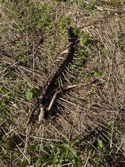 Vulpes vulpes fulvus