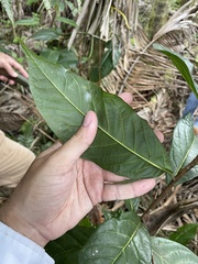 Styrax portoricensis