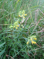 Rhinanthus serotinus