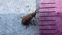 Bradybatus tomentosus