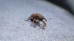 Bradybatus tomentosus