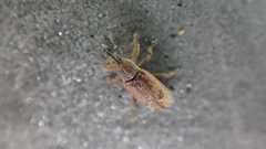 Bradybatus tomentosus