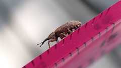 Bradybatus tomentosus