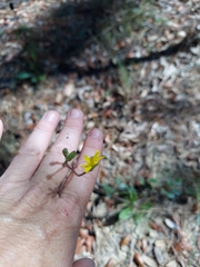 Hieracium megacephalon