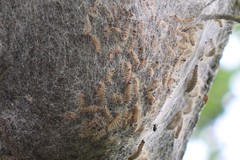 Thaumetopoea processionea