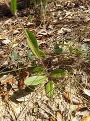 Hieracium megacephalon