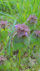 Lamium purpureum