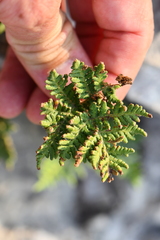 Cheilanthes leucopoda