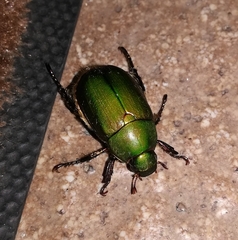 Anomala albopilosa albopilosa