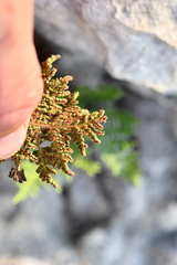 Cheilanthes leucopoda