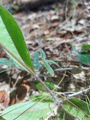 Hieracium megacephalon