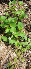 Viola selkirkii