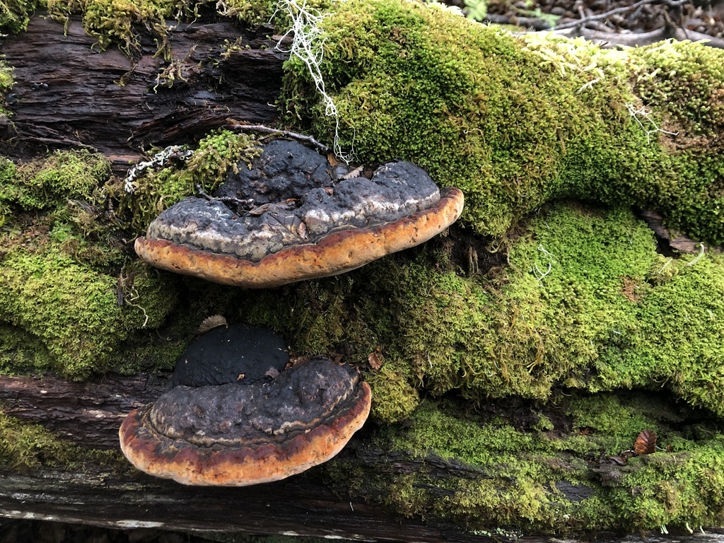 Nothophellinus andinopatagonicus