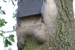 Thaumetopoea processionea