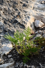 Cheilanthes leucopoda