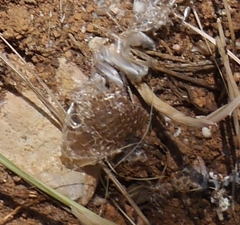 Macroprotodon mauritanicus