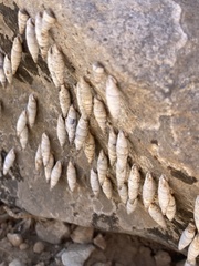 Albinaria caerulea