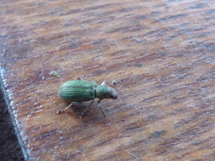 Pachyrhinus lethierryi