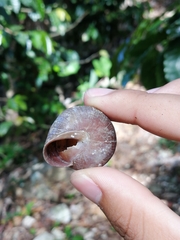 Cepolis chocolata