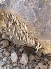 Albinaria caerulea