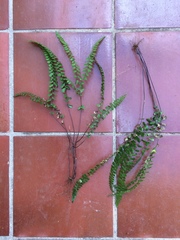 Lindsaea botrychioides