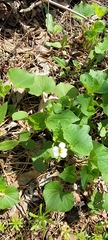 Viola selkirkii