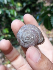 Cepolis chocolata