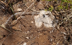 Macroprotodon mauritanicus