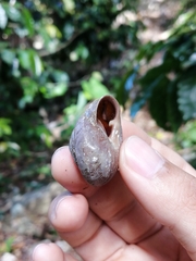 Cepolis chocolata