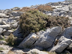 Albinaria caerulea