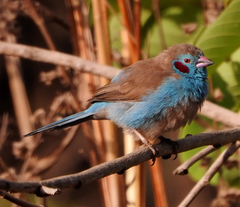 Uraeginthus bengalus