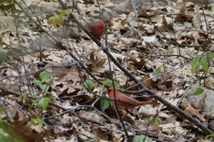 Cardinalis cardinalis