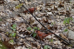 Cardinalis cardinalis
