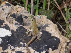 Podarcis waglerianus