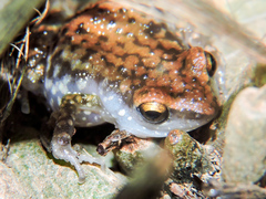 Eleutherodactylus modestus